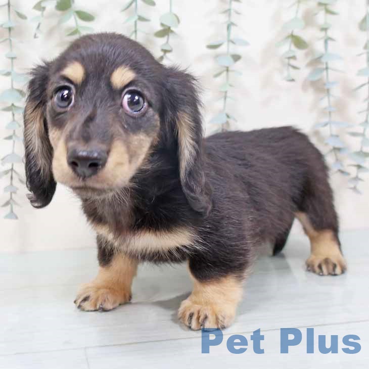 ミニチュア・ダックスフンド