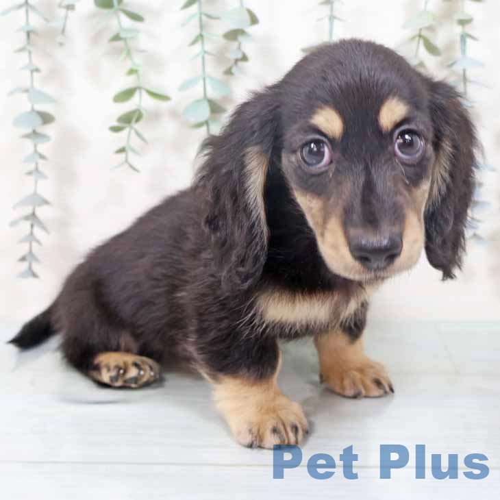 ミニチュア・ダックスフンドの写真2