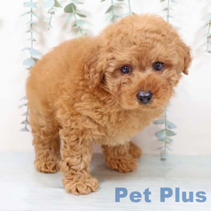大阪府のトイプードル(トイ) (ペットプラス ららぽーと和泉店/2025年10月7日生まれ/男の子/アプリコット)の子犬の2枚目の画像