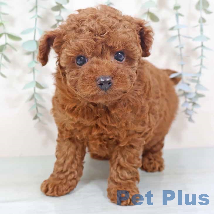 トイ・プードル