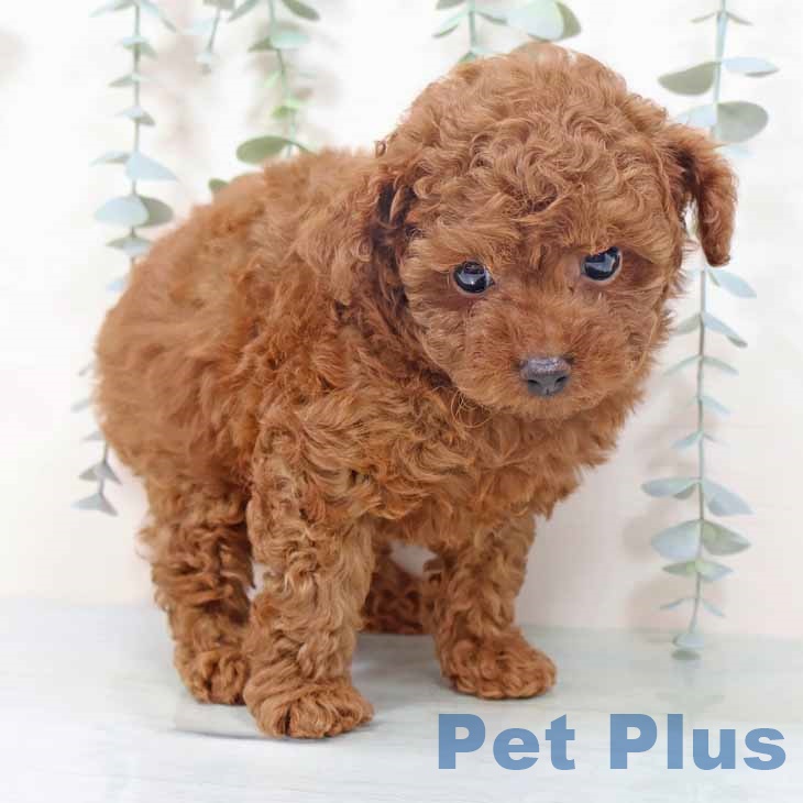 トイ・プードルの写真2