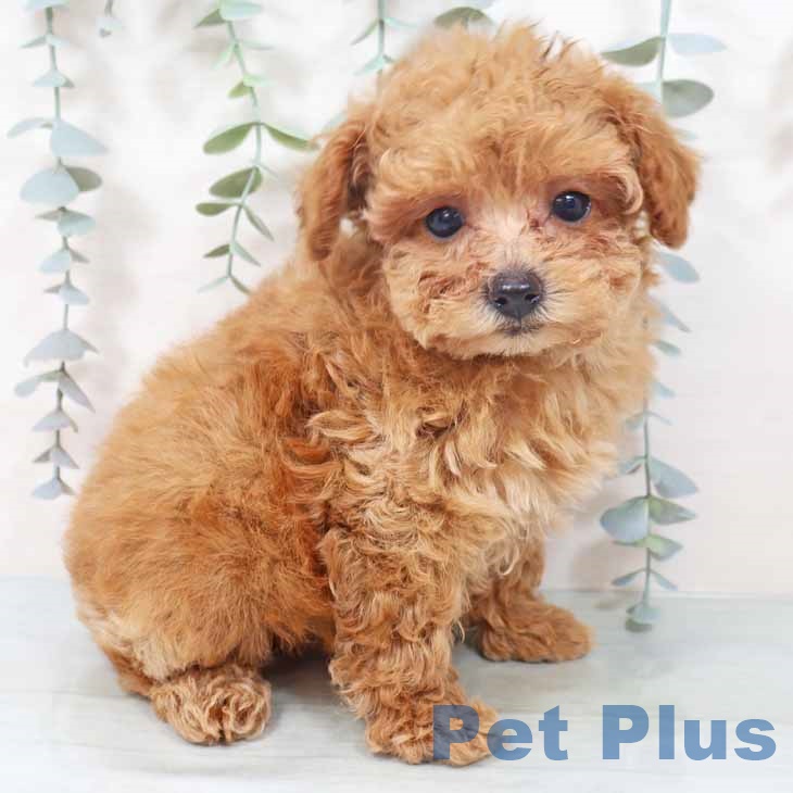 トイ・プードル