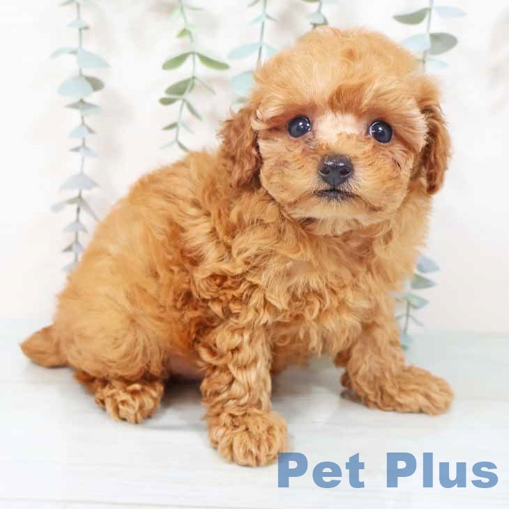 トイ・プードル