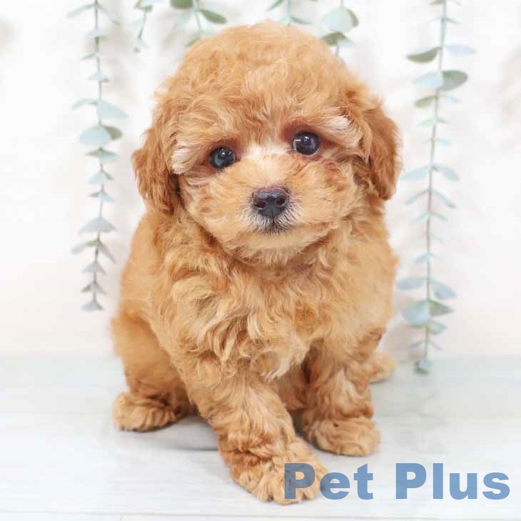 トイ・プードル