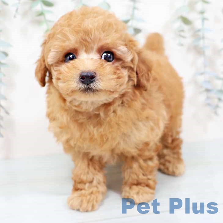 トイ・プードルの写真2