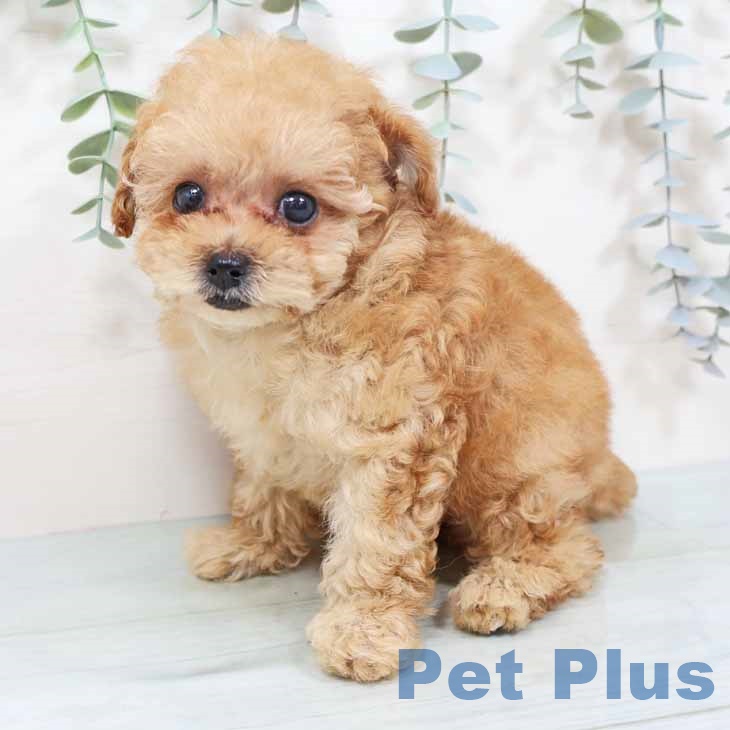 トイ・プードル