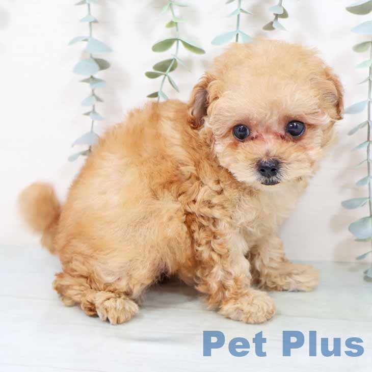 トイ・プードル