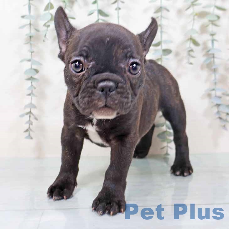 フレンチ・ブルドッグ