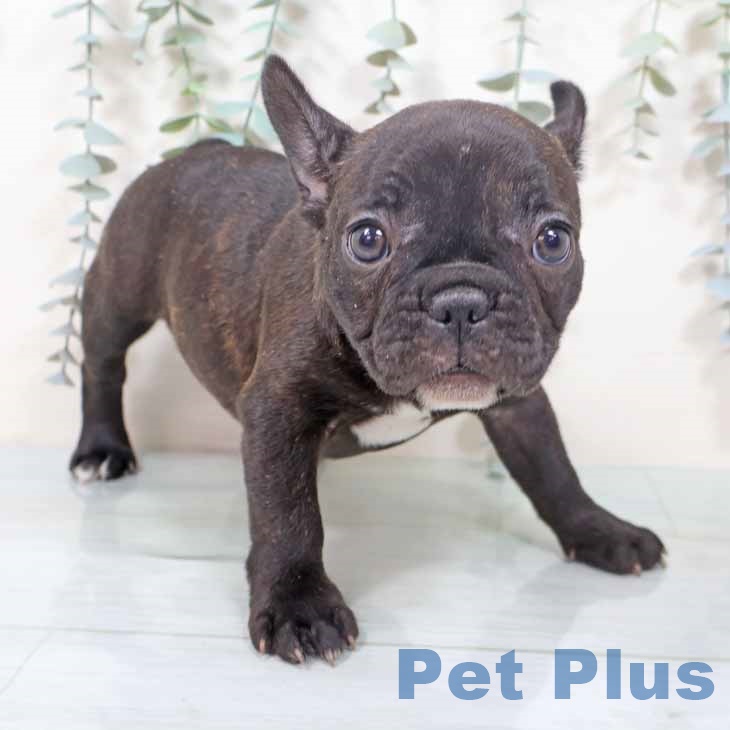 フレンチ・ブルドッグ