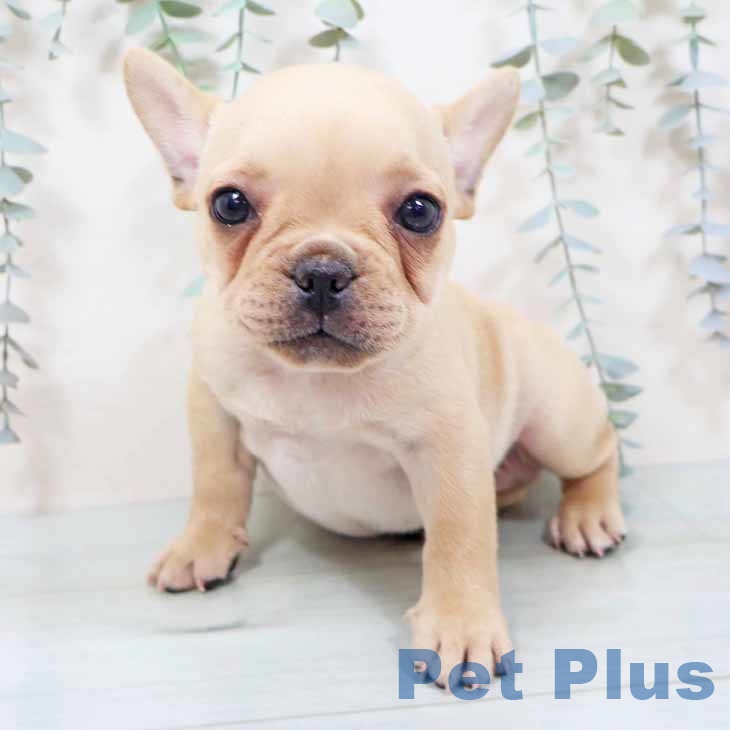 フレンチ・ブルドッグの写真2