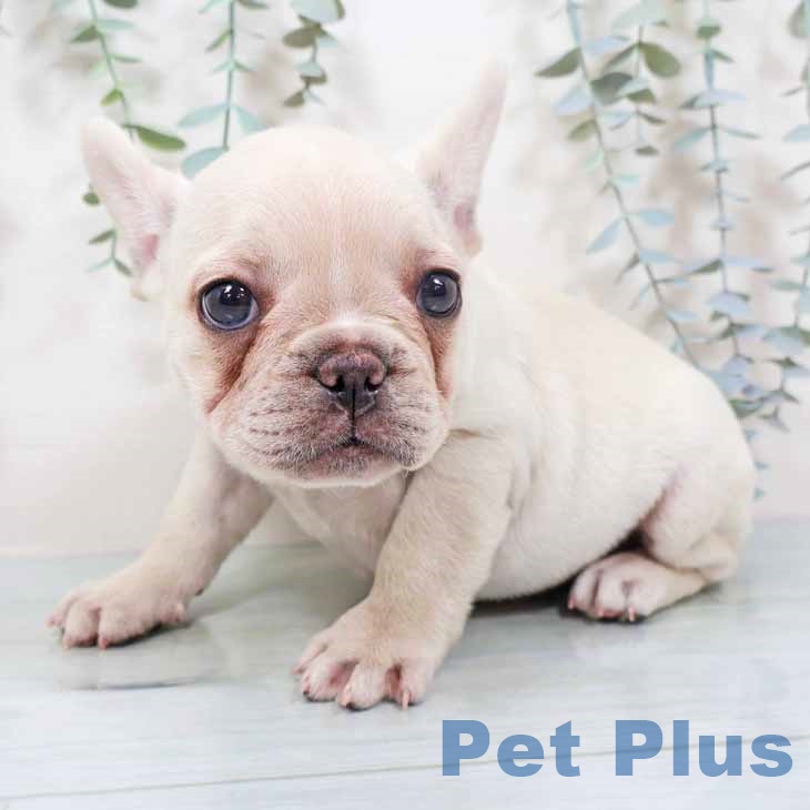 フレンチ・ブルドッグ