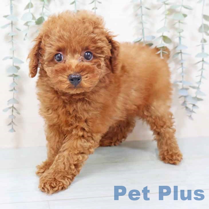 トイ・プードル