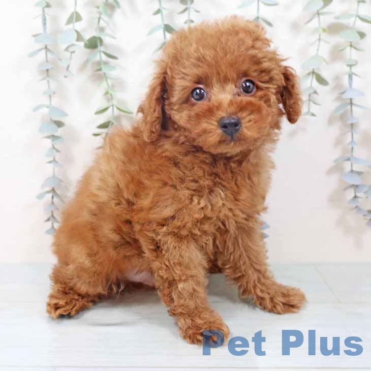 トイ・プードル