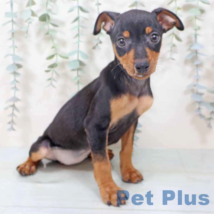 新潟県のミニチュアピンシャー (ペットプラス 新潟南店/2025年10月6日生まれ/女の子/ブラックタン)の子犬の2枚目の画像