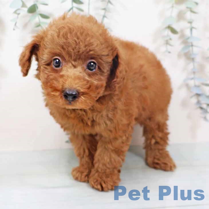 和歌山県のトイプードル(トイ) (ペットプラス 和歌山店/2025年10月8日生まれ/男の子/レッドフォーン)の子犬の1枚目の画像