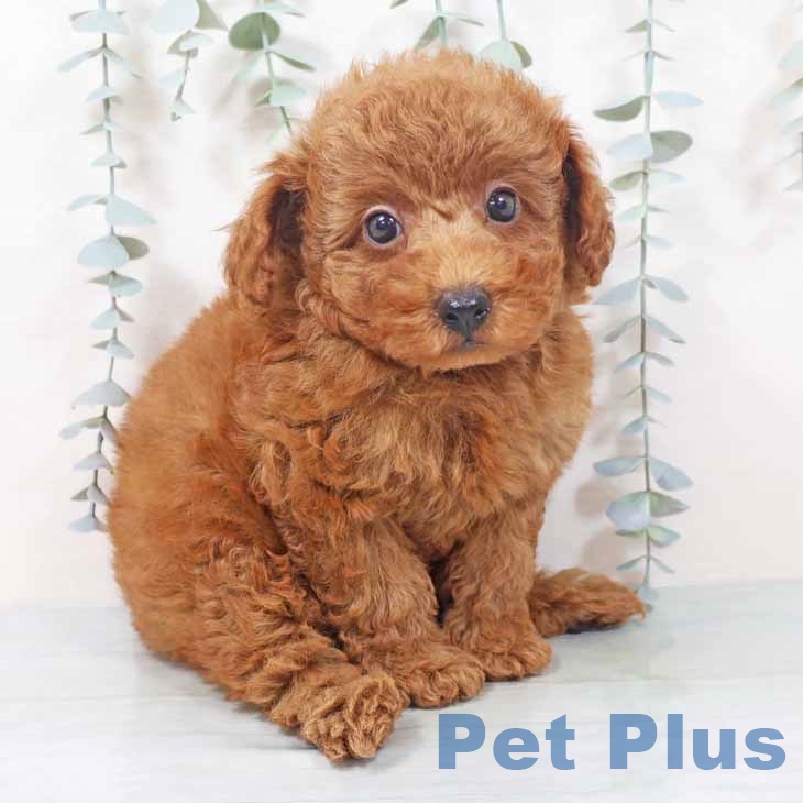 和歌山県のトイプードル(トイ) (ペットプラス 和歌山店/2025年10月8日生まれ/男の子/レッドフォーン)の子犬の2枚目の画像