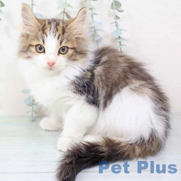 和歌山県のノルウェージャンフォレストキャット (ペットプラス 和歌山店/2025年9月20日生まれ/男の子/ブラウンタビーホワイト)の子猫の1枚目の画像