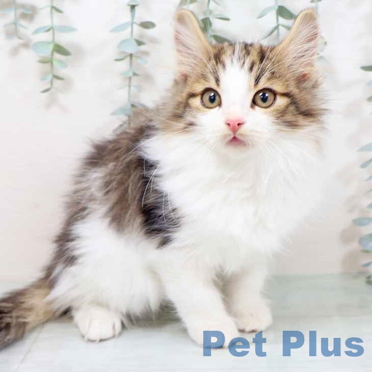 和歌山県のノルウェージャンフォレストキャット (ペットプラス 和歌山店/2025年9月20日生まれ/男の子/ブラウンタビーホワイト)の子猫の2枚目の画像