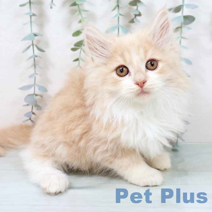 大阪府のノルウェージャンフォレストキャット (ペットプラス 大阪ドームシティ店/2025年9月15日生まれ/男の子/クリームホワイト)の子猫の1枚目の画像