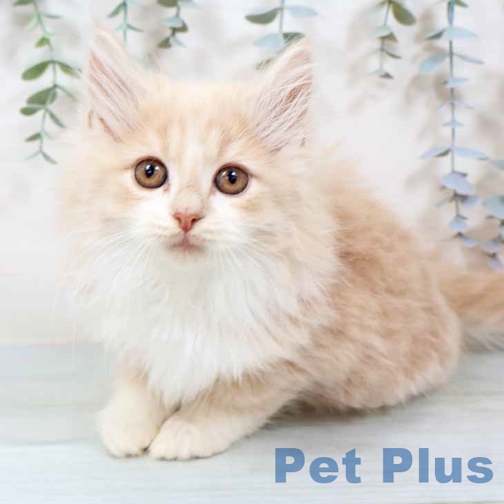 大阪府のノルウェージャンフォレストキャット (ペットプラス 大阪ドームシティ店/2025年9月15日生まれ/男の子/クリームホワイト)の子猫の2枚目の画像