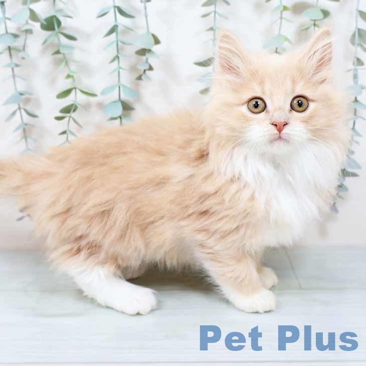 大阪府のノルウェージャンフォレストキャット (ペットプラス 堺北花田店/2025年9月15日生まれ/女の子/クリームホワイト)の子猫の2枚目の画像