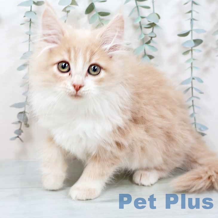 大阪府のノルウェージャンフォレストキャット (ペットプラス 四條畷店/2025年9月15日生まれ/女の子/クリームホワイト)の子猫の1枚目の画像