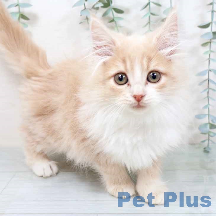 大阪府のノルウェージャンフォレストキャット (ペットプラス 四條畷店/2025年9月15日生まれ/女の子/クリームホワイト)の子猫の2枚目の画像