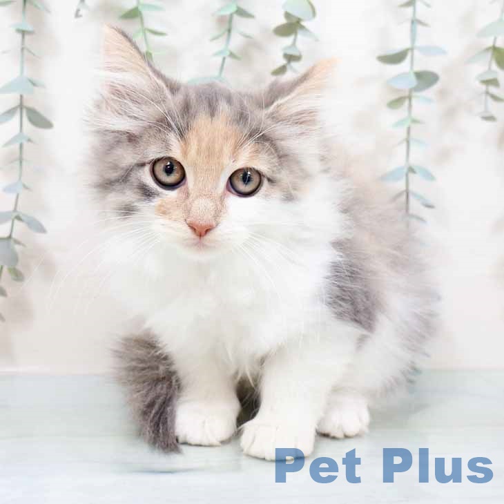 ノルウェージャンフォレストキャット