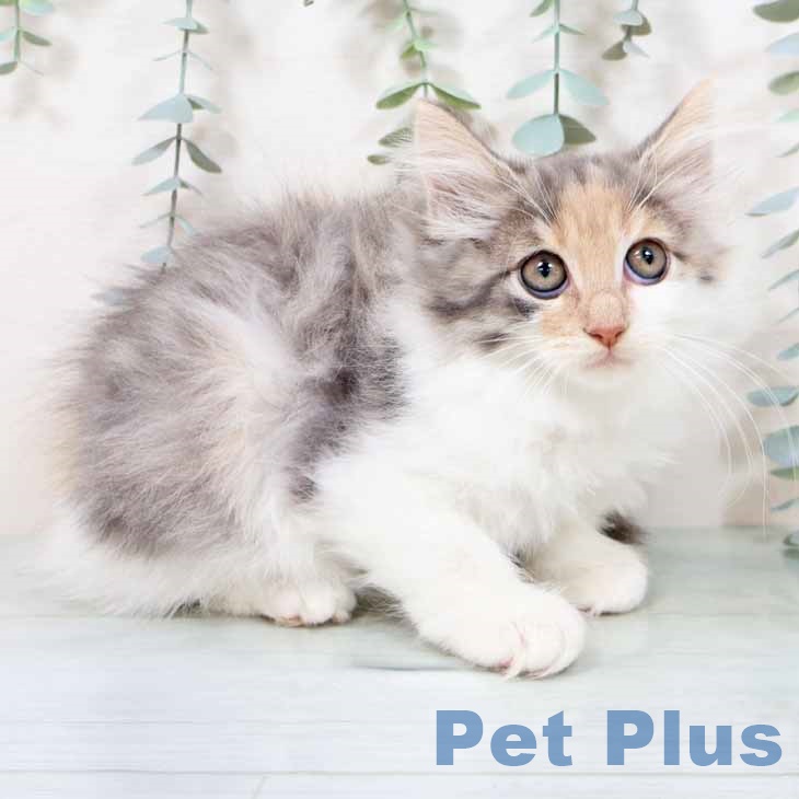 ノルウェージャンフォレストキャット