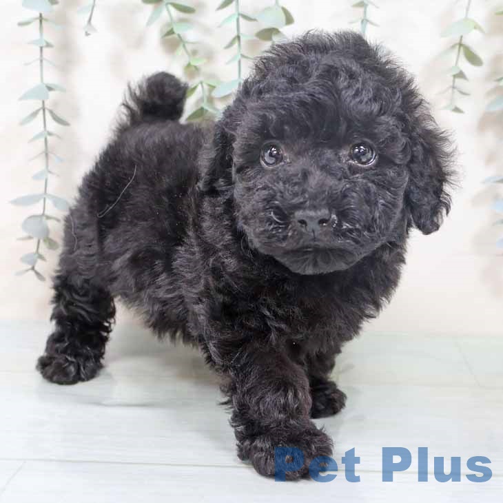 トイ・プードル