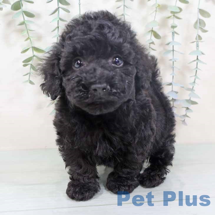 トイ・プードル