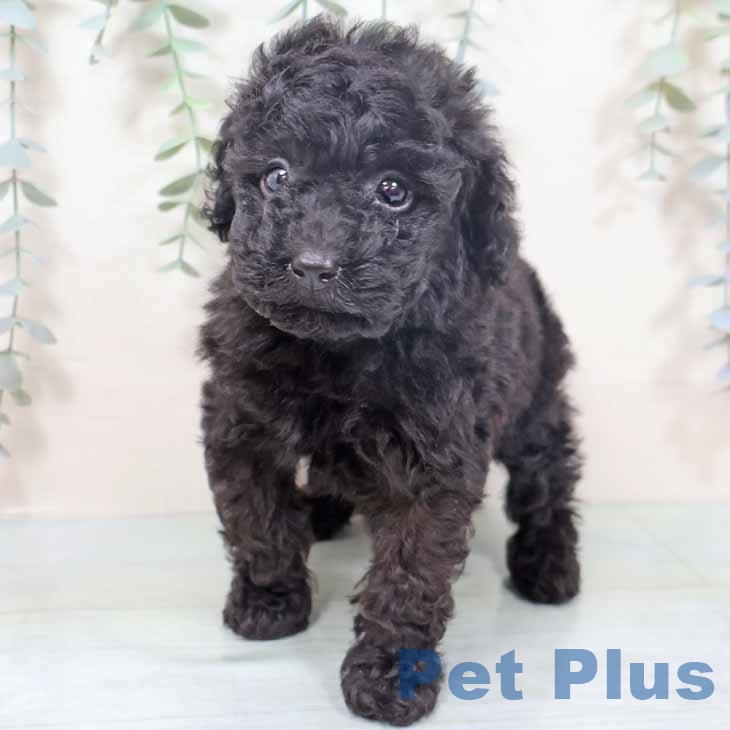 トイ・プードル