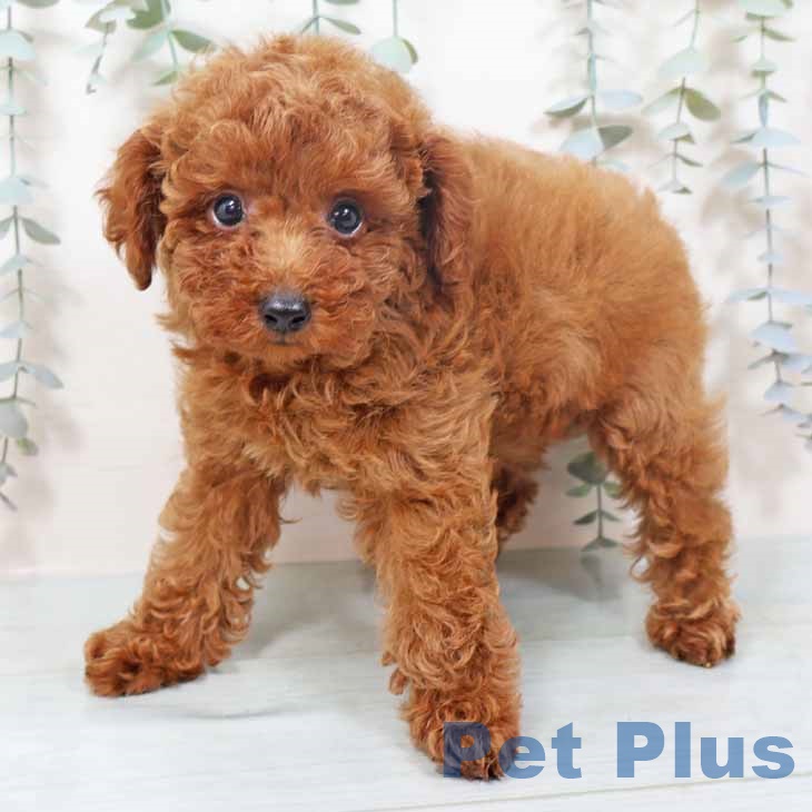 和歌山県のトイプードル(トイ) (ペットプラス 和歌山店/2025年10月7日生まれ/男の子/レッド)の子犬の1枚目の画像