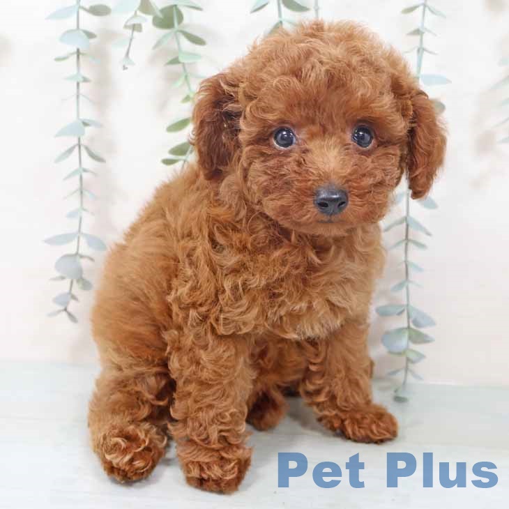 和歌山県のトイプードル(トイ) (ペットプラス 和歌山店/2025年10月7日生まれ/男の子/レッド)の子犬の2枚目の画像