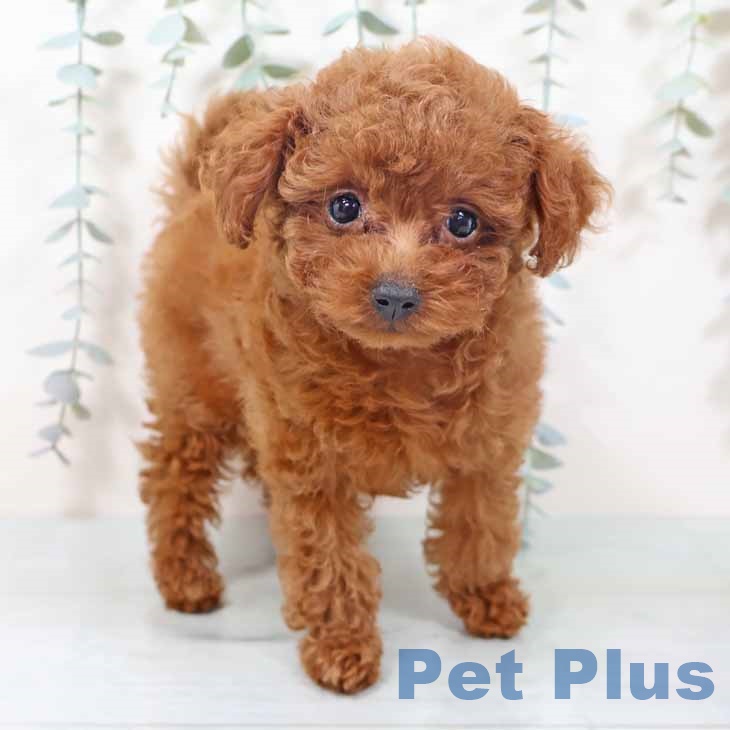 トイ・プードル