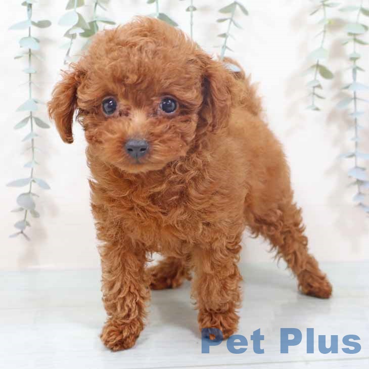 トイ・プードル