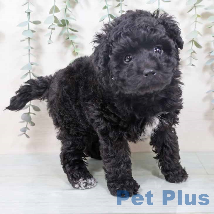 トイ・プードル