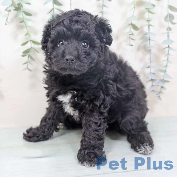 トイ・プードル