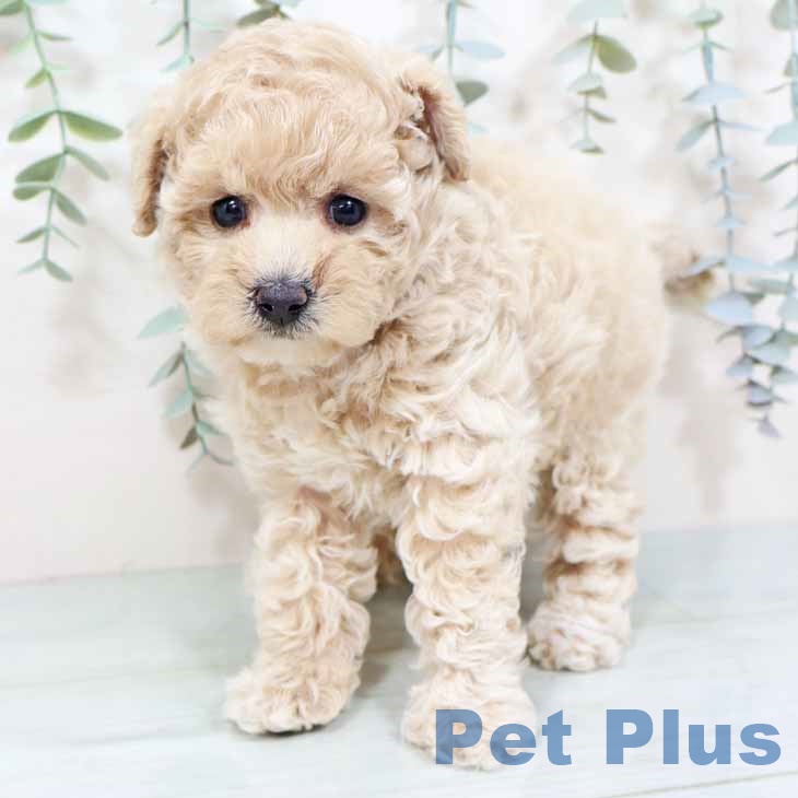 トイ・プードル