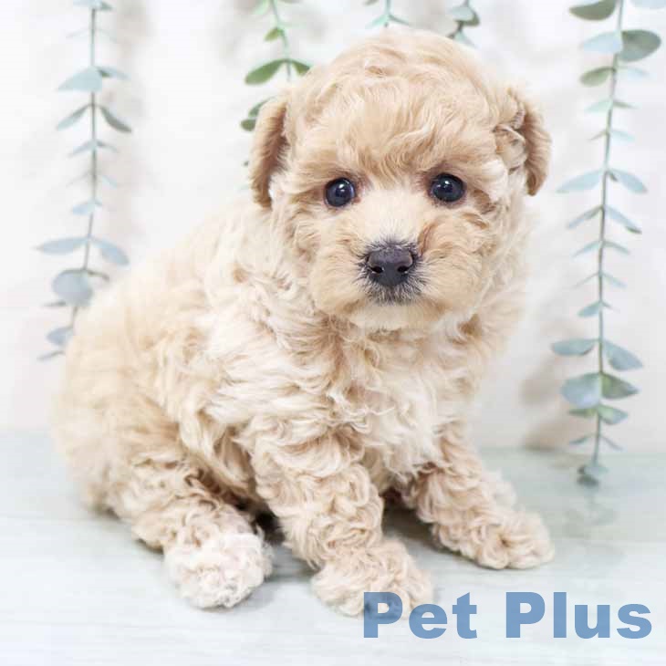 トイ・プードル