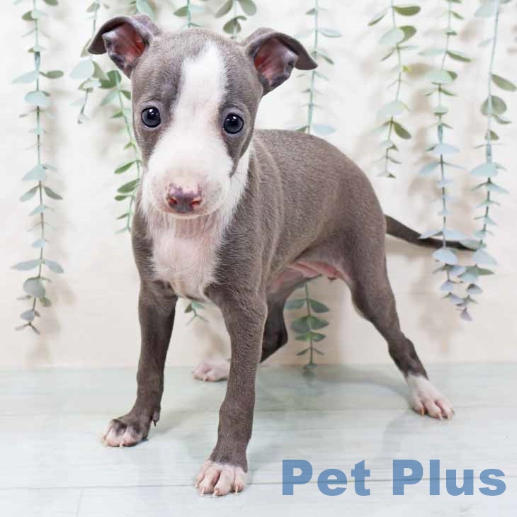 大阪府のイタリアングレーハウンド (ペットプラス 鶴見店/2025年10月7日生まれ/女の子/ブルーホワイト)の子犬の1枚目の画像