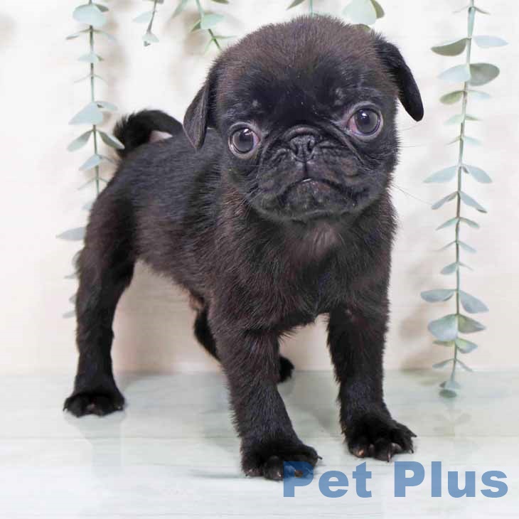 京都府のパグ (ペットプラス 醍醐店/2025年9月30日生まれ/男の子/ブラック)の子犬の1枚目の画像