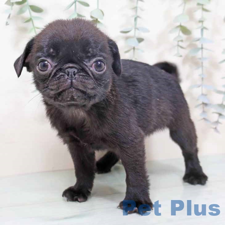 京都府のパグ (ペットプラス 醍醐店/2025年9月30日生まれ/男の子/ブラック)の子犬の2枚目の画像