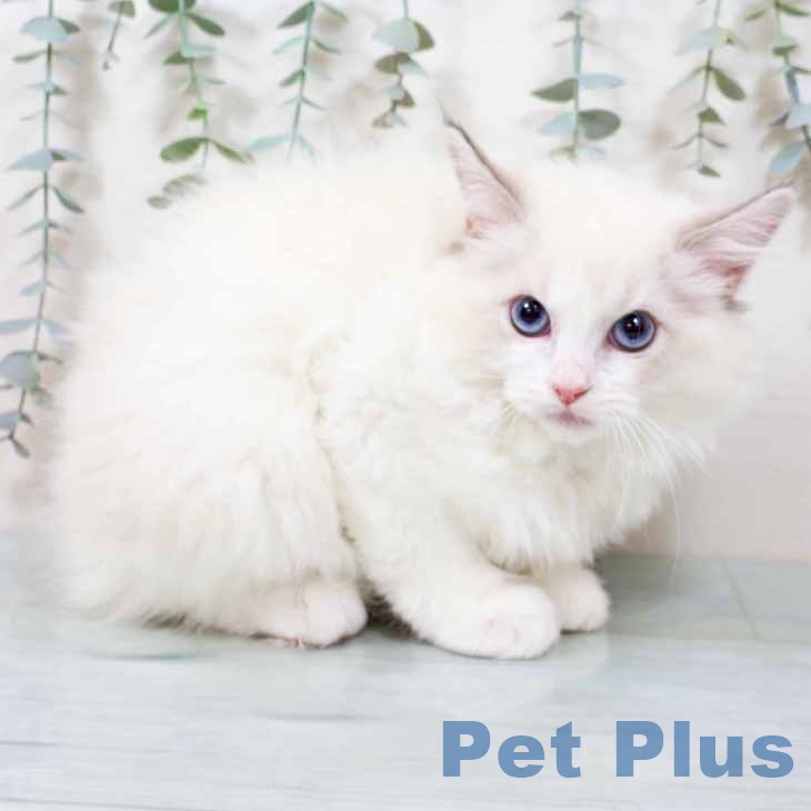 ラグドールの写真2