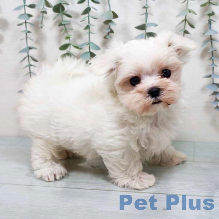 大阪府のマルチーズ (ペットプラス 堺北花田店/2025年10月9日生まれ/女の子/ホワイト)の子犬の1枚目の画像