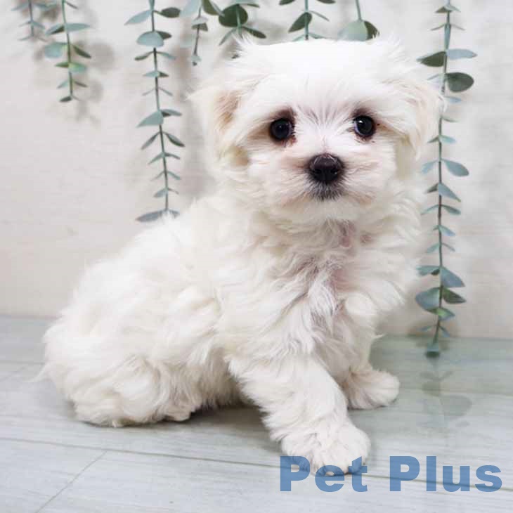 大阪府のマルチーズ (ペットプラス 堺鉄砲町店/2025年10月9日生まれ/男の子/ホワイト)の子犬の1枚目の画像