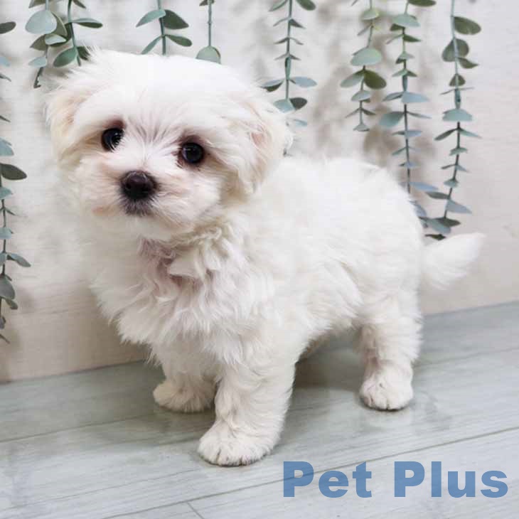 大阪府のマルチーズ (ペットプラス 堺鉄砲町店/2025年10月9日生まれ/男の子/ホワイト)の子犬の2枚目の画像