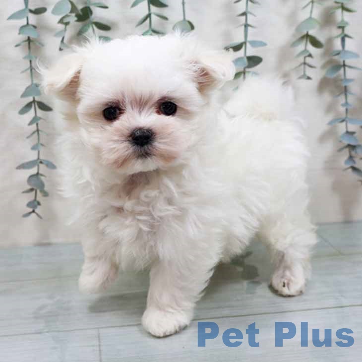 大阪府のマルチーズ (ペットプラス ららぽーと和泉店/2025年10月9日生まれ/女の子/ホワイト)の子犬の1枚目の画像