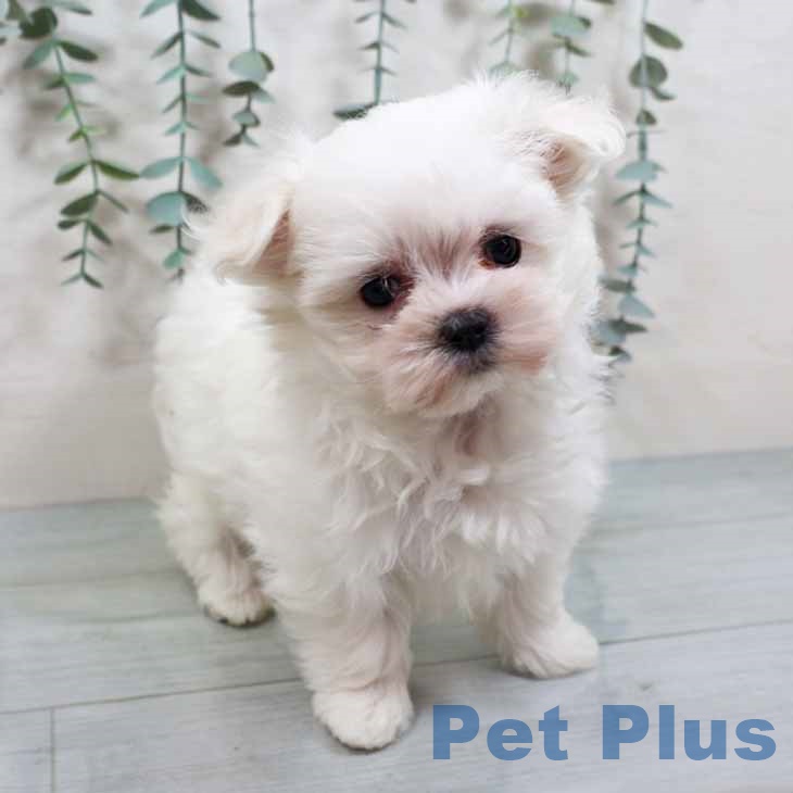 大阪府のマルチーズ (ペットプラス ららぽーと和泉店/2025年10月9日生まれ/女の子/ホワイト)の子犬の2枚目の画像