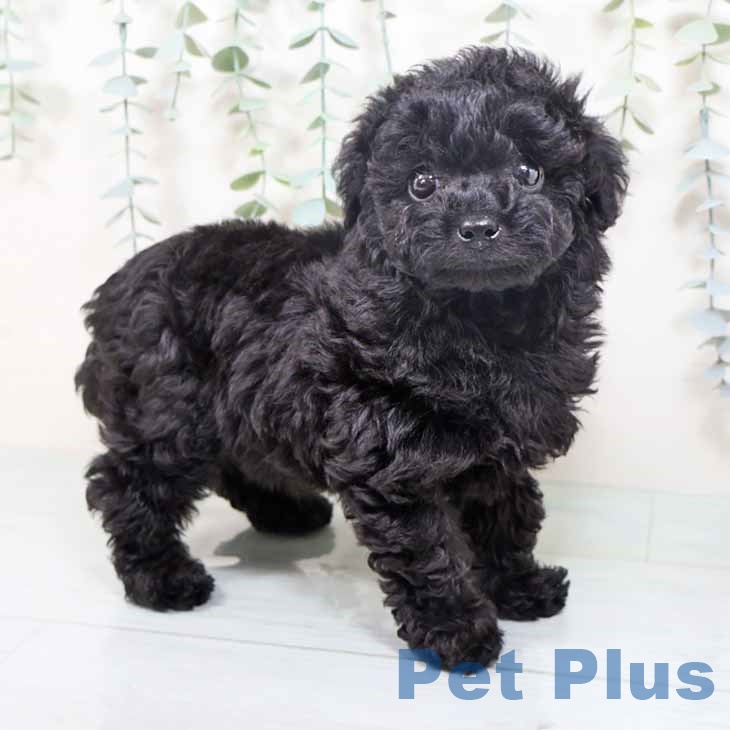 トイ・プードル